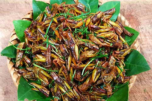 Cách làm châu chấu rang lá chanh lạ miệng nhâm nhi ngon hết ý