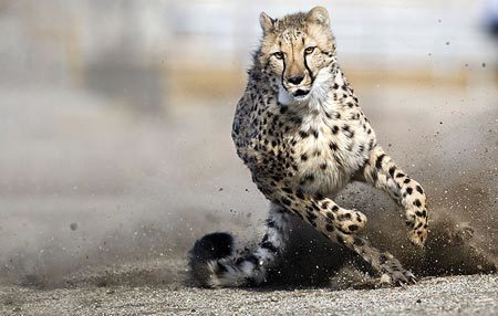 Báo Cheetah suýt chết vì lạc vào đất của khỉ đầu chó