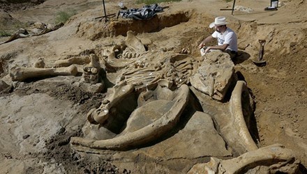 Sốc vì phát hiện bộ xương voi ma mút trong vườn nhà