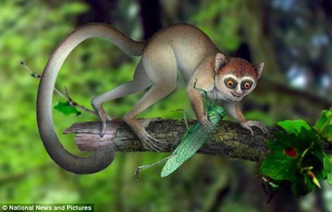 Phát hiện tổ tiên sớm nhất của loài người