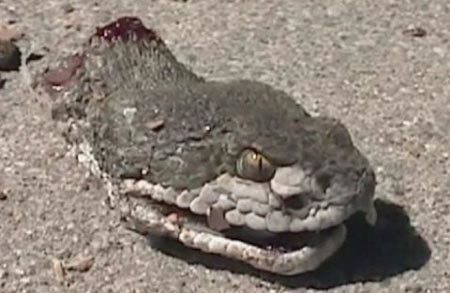 Top 10 động vật dù bị đứt đầu vẫn có khả năng sống được