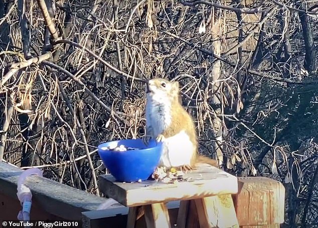 Sóc say vì ăn trúng quả đã bị lên men 