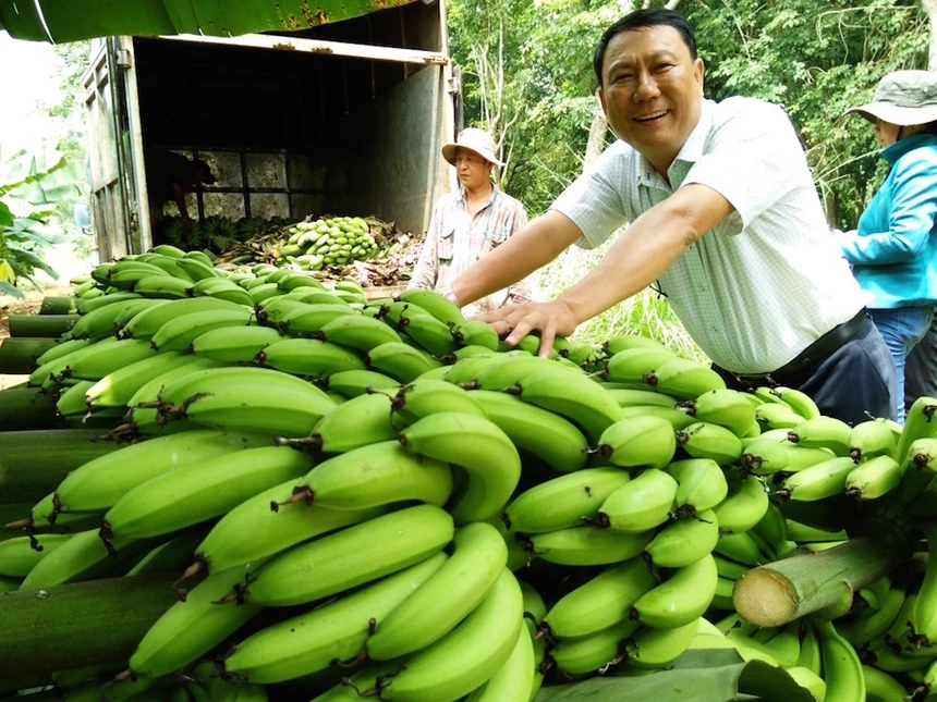 Trái chuối đang đắt hàng vì Trung Quốc tăng mua. 