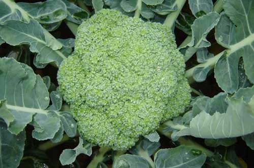 Mùa đông, nên mua loại rau xanh nào là tốt nhất?