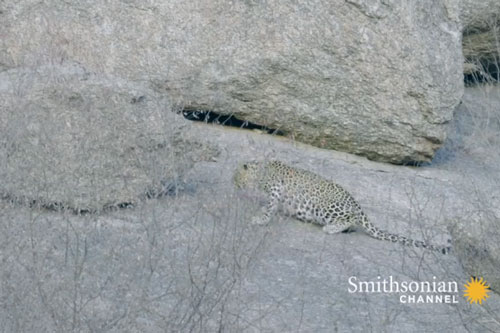 CLIP: Báo con tỏ ra rụt rè trước sự 'cà khịa' của bầy chim công