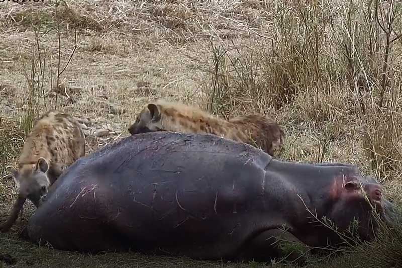 CLIP: Hai con linh cẩu tấn công hà mã và cái kết