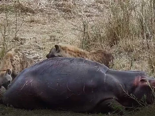 CLIP: Hai con linh cẩu tấn công hà mã và cái kết