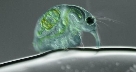 Những sinh vật 'ngoài hành tinh' trong giọt nước