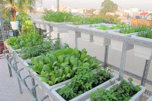 Tuyệt chiêu trồng rau trong thùng xốp sạch sẽ, lớn nhanh như thổi