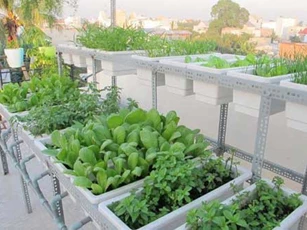 Tuyệt chiêu trồng rau trong thùng xốp sạch sẽ, lớn nhanh như thổi