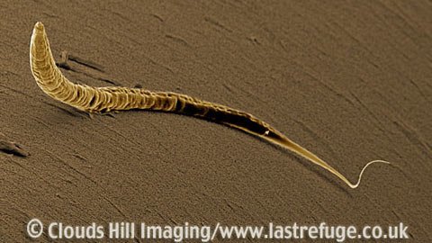 Chinh phục Sao Hỏa thành bại là nhờ... giun