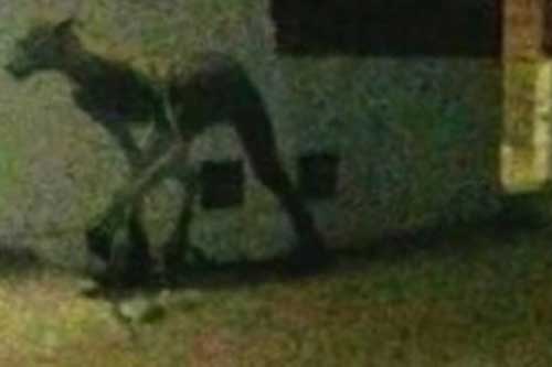 Hình ảnh bí ẩn quái vật nửa người nửa thú làm cả thị trấn khiếp sợ