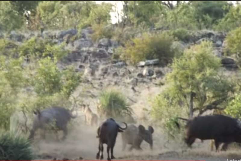 CLIP: Đàn trâu rừng kéo nhau tấn công sư tử để giải cứu voi con
