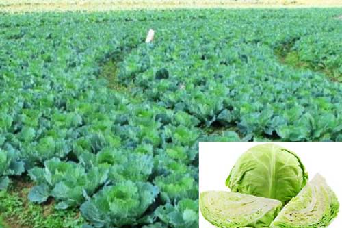 Kỹ thuật trồng rau bắp cải cuộn chặt, tươi non mà không bị sâu bệnh