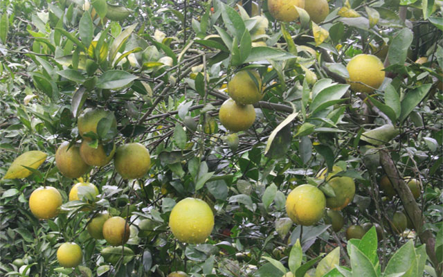 Cam Cao Phong, chè Mộc Châu nằm trong 39 chỉ dẫn địa lý của Việt Nam được EU bảo hộ