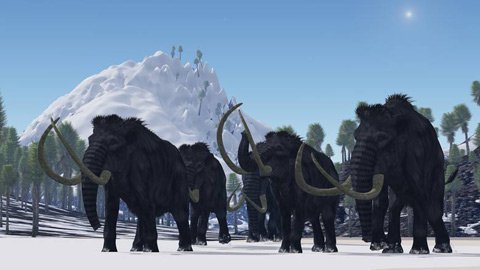 Phát hiện voi ma mút nhỏ nhất thế giới