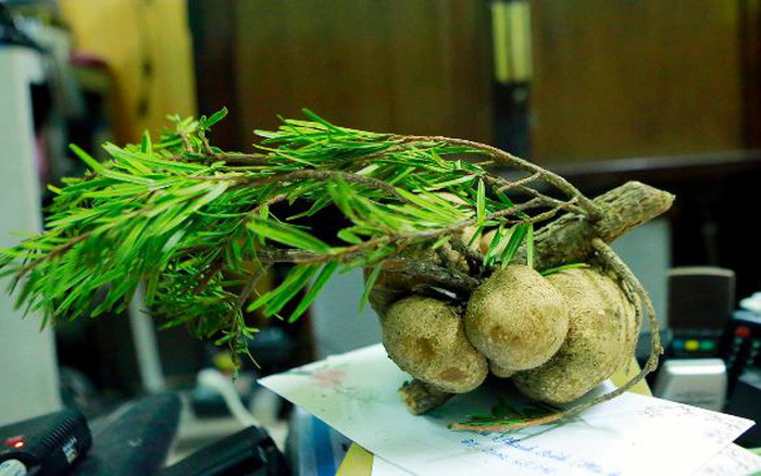 Loại nấm mọc trên ngọn cây, giá vài triệu/kg vẫn được khách lùng mua quanh năm vì "ít có, khó tìm"