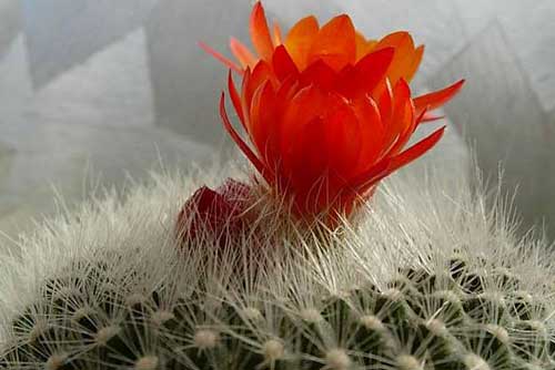 Kỹ thuật trồng xương rồng cho hoa nở quanh năm