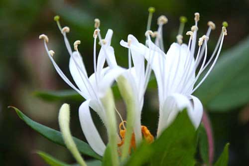 Những bài thuốc trị bệnh đau mắt đỏ