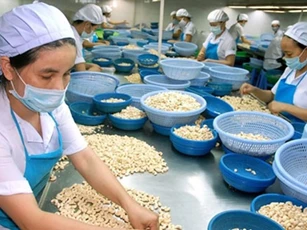 Năm 2020, xuất khẩu hạt điều có thể đạt mục tiêu 3,2 tỷ USD?