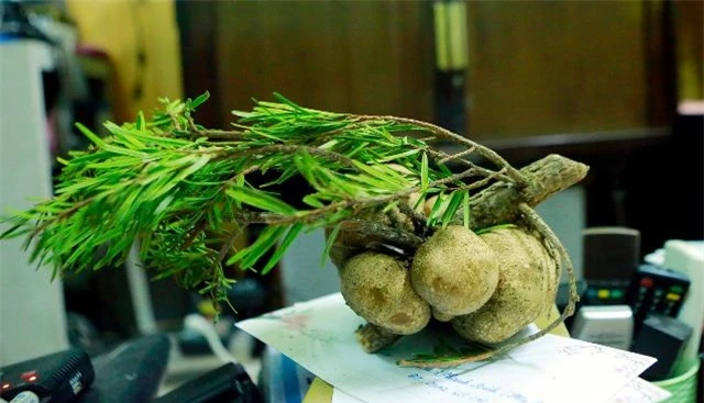 Loại nấm mọc trên ngọn cây, giá vài triệu/kg vẫn được nhà giàu Việt lùng mua quanh năm vì &quot;ít có, khó tìm&quot; - Ảnh 4.