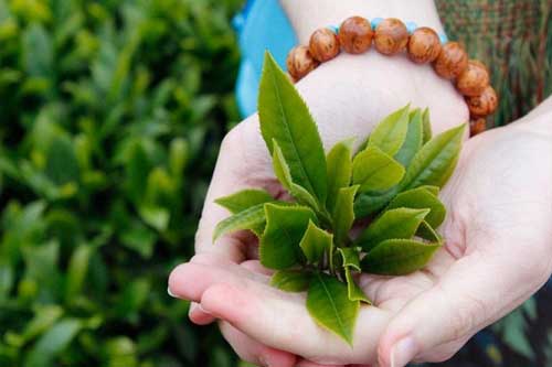 Trà xanh tốt cho sức khỏe nhưng không phải ai cũng nên uống