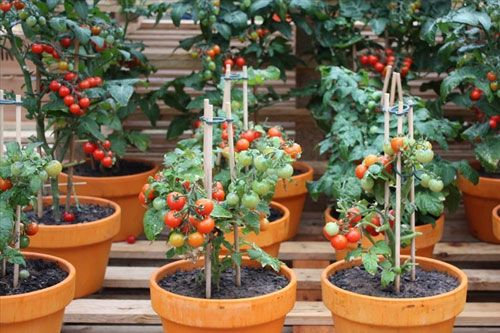 Cách trồng cà chua bi thực hiện dễ dàng ngay tại nhà, quả ngon ngọt ăn quanh năm