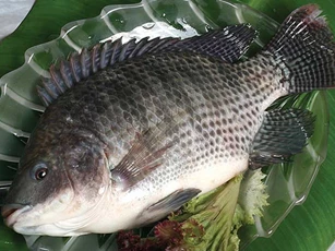 Những loại cá chứa hàm lượng thủy ngân cao mà nhiều người Việt vẫn mê mẩn