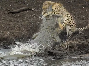 Cá sấu khổng lồ đoạt mạng báo săn trong nháy mắt