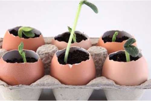 Vỏ trứng đừng vội vứt đi, giữ lại bạn sẽ thấy nhiều điều hay ho