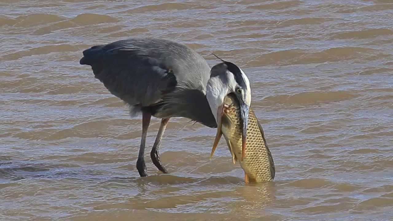 Diệc xám nuốt chửng cá chép to gấp 5 lần cái cổ của nó