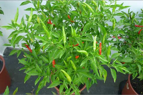 Học cách trồng ớt tại nhà cho quả sai trĩu cả năm