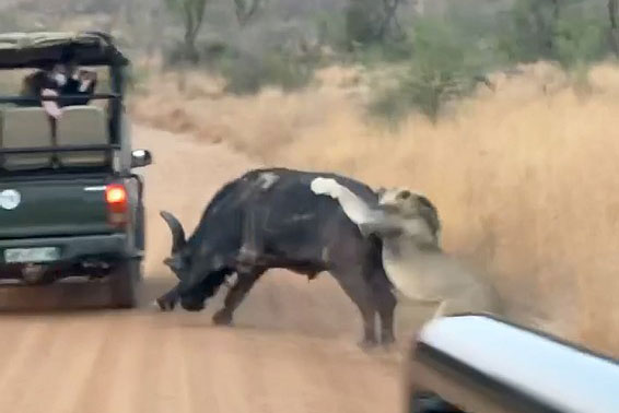 Bị sư tử truy sát, trâu rừng liền chạy tới xe du khách cầu cứu và nhận cái kết mỹ mãn