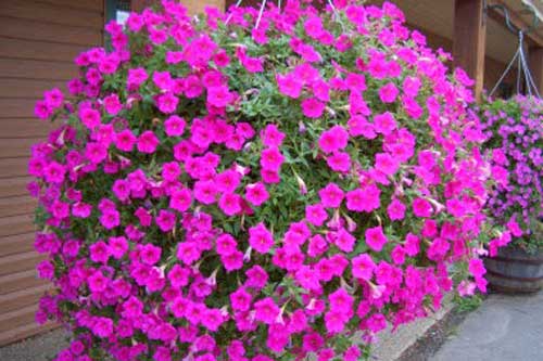 Kỹ thuật trồng và chăm sóc hoa dạ yến thảo