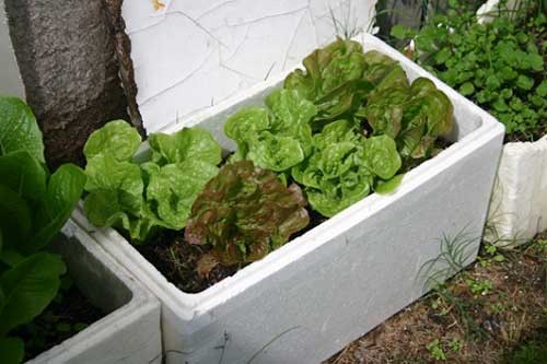 Kỹ thuật trồng rau sạch trong thùng xốp dễ làm, tiết kiệm
