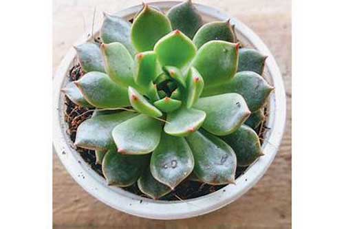 Kỹ thuật trồng hoa sen đá trong chậu