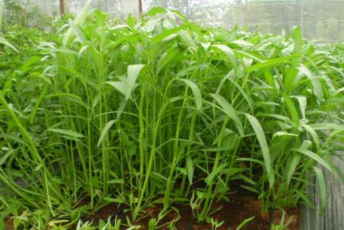 Kỹ thuật trồng rau muống cạn xanh non, an toàn tại nhà