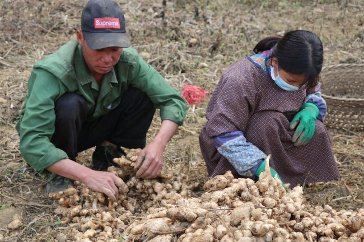 Trồng gừng lãi 6-7 lần so với ngô, lúa. (Ảnh: Dân Việt)