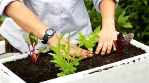 Kỹ thuật trồng rau sạch trong thùng xốp đơn giản, có thể thực hiện ở tại nhà