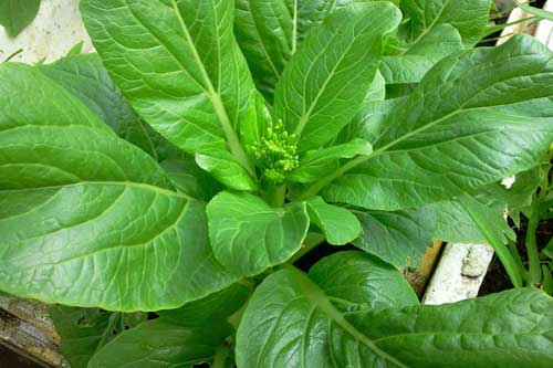 Vài bước đơn giản trồng rau cải ngồng tại nhà cho các bà nội trợ đảm đang