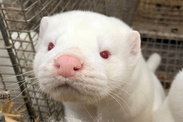 Lý giải hiện tượng chồn nhiễm Covid-19 bị tiêu hủy "đội mồ sống dậy" trong các hố chôn tập thể