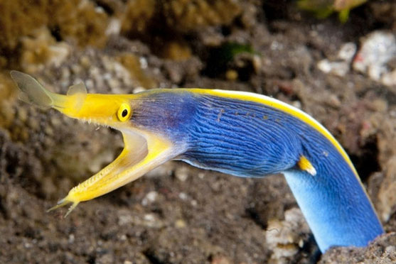 5 loài vật có khả năng chuyển giới linh hoạt từ đực sang cái tùy tình hình