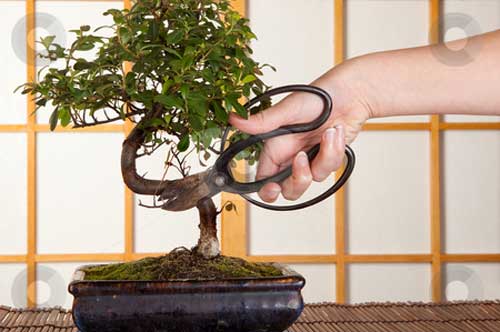 Kỹ thuật bấm ngọn tỉa cành cho cây, hoa cảnh