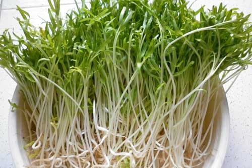 Học trồng rau muống mầm tại nhà đơn giản, an toàn, tươi ngon