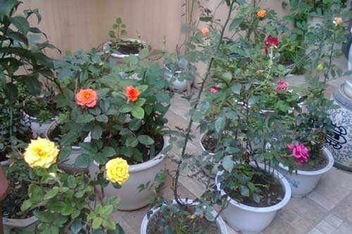 Kỹ thuật trồng hoa trong chậu cảnh chuẩn nhất