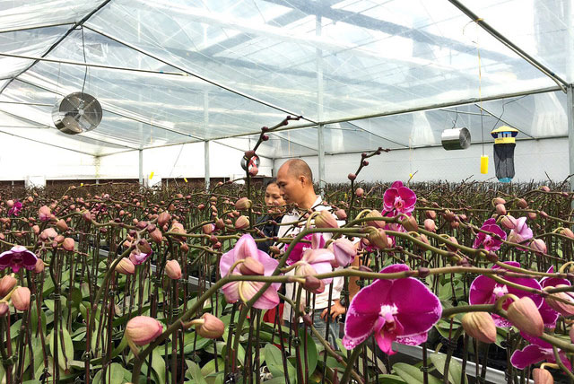 Tất tật về lan Hồ Điệp chơi Tết