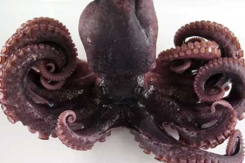 Bạch tuộc 9 xúc tu quý hiếm được phát hiện ngoài khơi Nhật Bản
