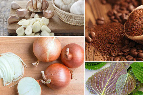 Tận dụng những vật thường có trong bếp, chị em nội trợ đuổi ngay được lũ côn trùng khó chịu mà không tốn một đồng