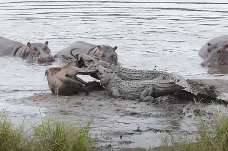 CLIP: Hà mã "nổi máu anh hùng" cứu linh dương đầu bò thoát khỏi cá sấu