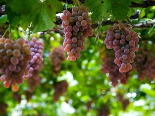 Công dụng phòng chữa bệnh siêu tuyệt vời từ nho